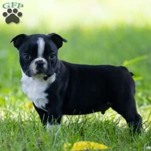 Oliver, Boston Terrier Puppy